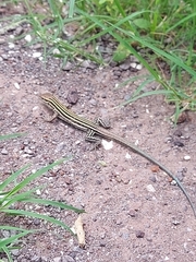 Aspidoscelis sonorae