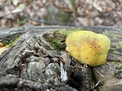 Tapinella panuoides