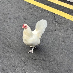 Gallus gallus domesticus