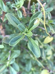 Clinopodium chilense