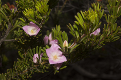 Boronia