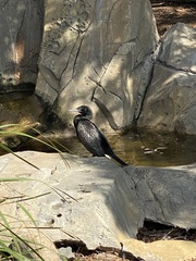 Phalacrocorax sulcirostris
