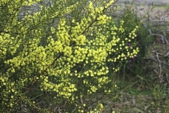 Acacia genistifolia