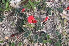 Kennedia prostrata
