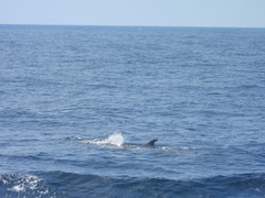 Balaenoptera borealis