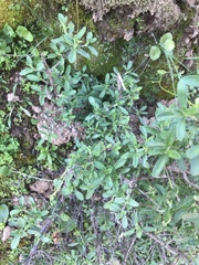 Clinopodium chilense