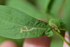 Caloptilia hypericella