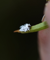 Cryptolaemus montrouzieri