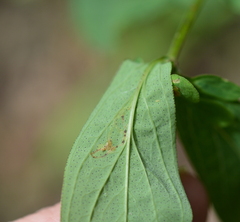 Caloptilia hypericella