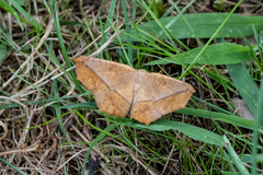 Prochoerodes lineola