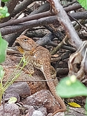 Crotaphytus nebrius