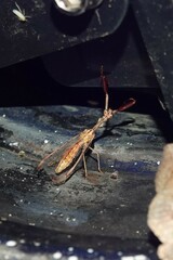 Dicromantispa interrupta