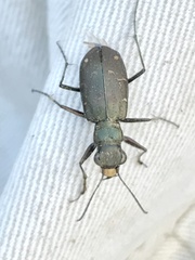 Cicindela longilabris