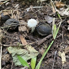 Cystolepiota