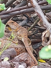 Crotaphytus nebrius
