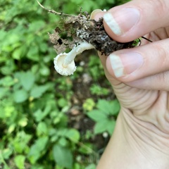 Cystolepiota