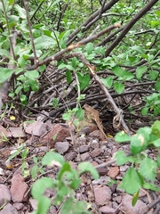 Crotaphytus nebrius