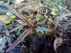 Pseudopanax crassifolius