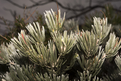 Adenanthos oreophilus