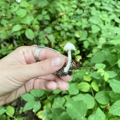 Cystolepiota