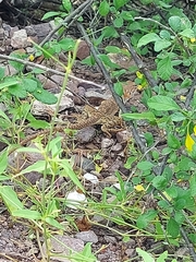 Crotaphytus nebrius