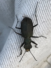 Cicindela longilabris