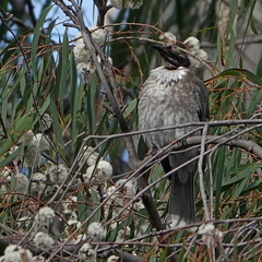 Philemon corniculatus
