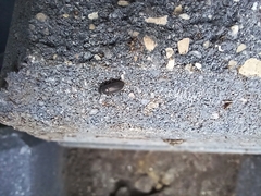 Blapstinus