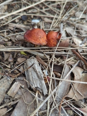 Leratiomyces ceres