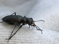 Cicindela longilabris