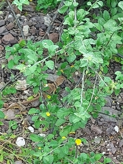 Crotaphytus nebrius