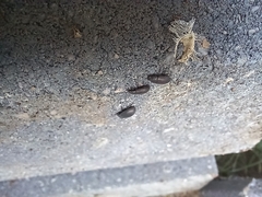 Blapstinus