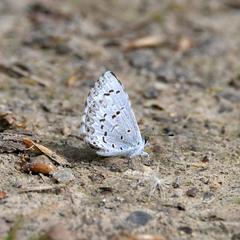 Celastrina