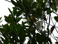 Setophaga discolor