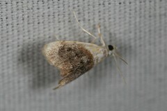 Lipocosmodes fuliginosalis