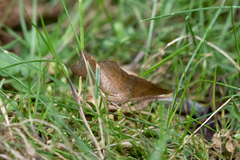 Prochoerodes lineola