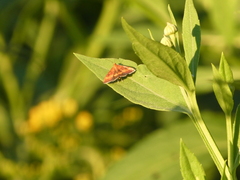 Pyrausta