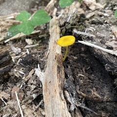 Pluteus chrysophlebius