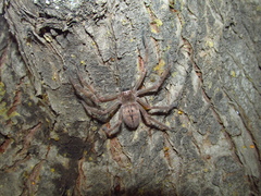 Olios giganteus