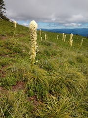Xerophyllum tenax