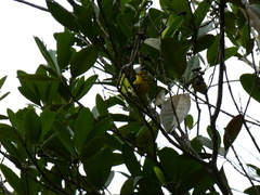 Setophaga discolor