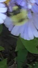 Bombus huntii