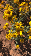 Verbesina encelioides