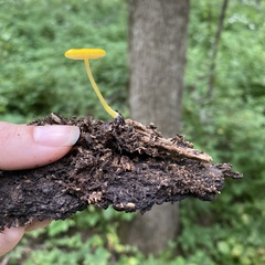 Pluteus chrysophlebius