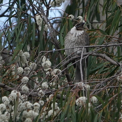 Philemon corniculatus
