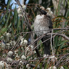Philemon corniculatus