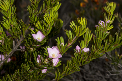 Boronia