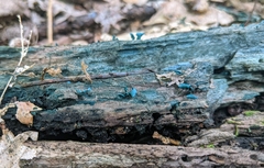 Chlorociboria aeruginascens