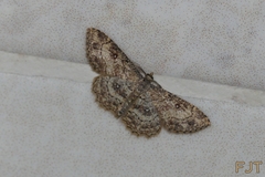 Cyclophora nanaria