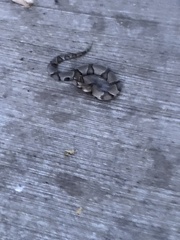 Agkistrodon contortrix